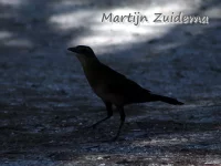 Bootstaarttroepiaal [Quiscalus major]